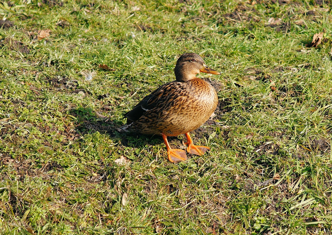 duck female plumage free photo