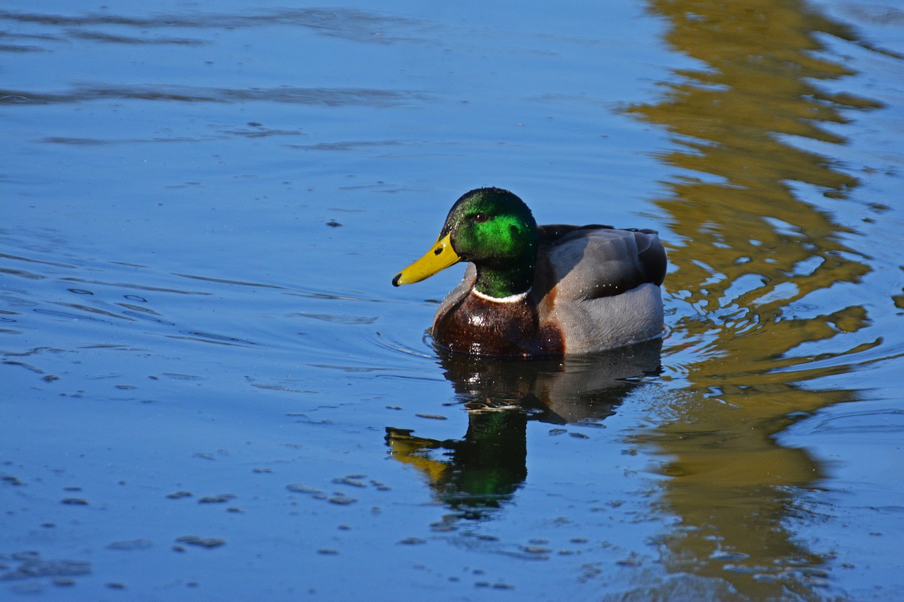 duck mallard water bird free photo