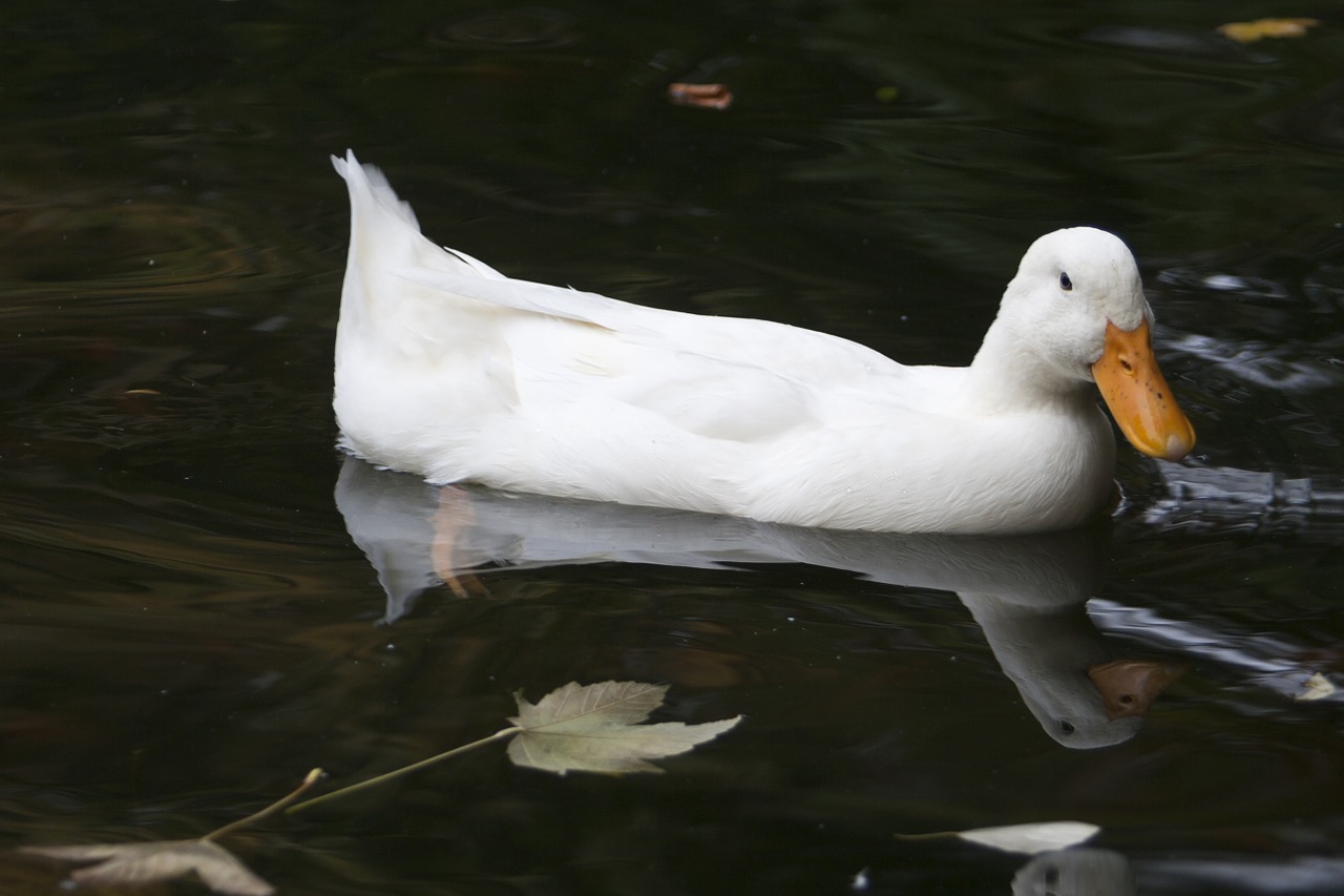 duck white pond free photo