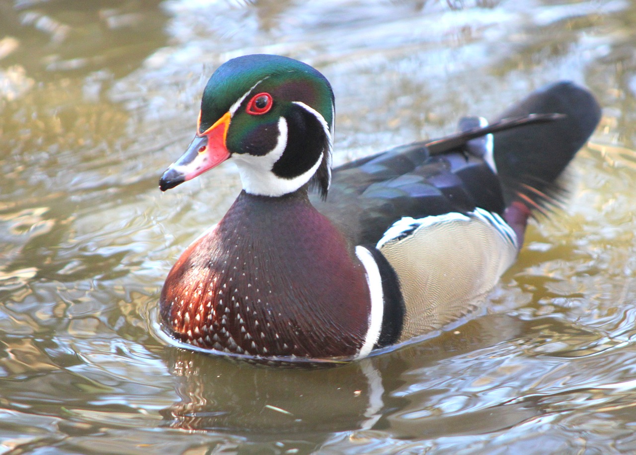 duck wood duck winter free photo