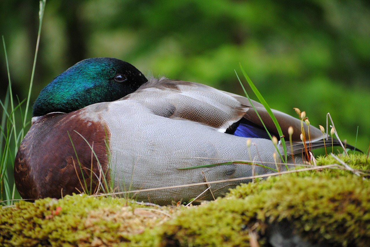 duck sleep burd free photo