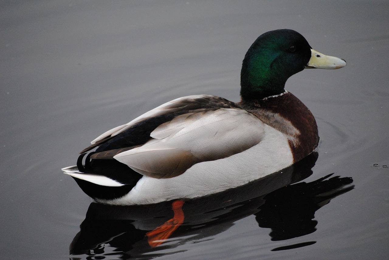 duck water nature free photo