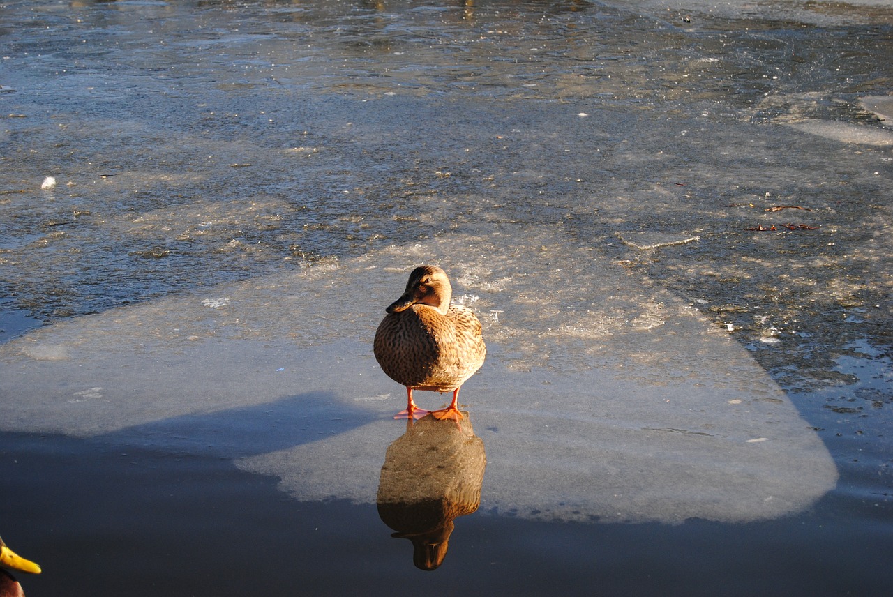 duck reflection ice free photo