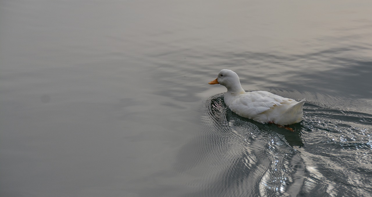 duck water pond free photo