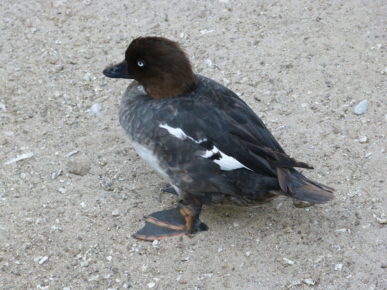 duck bird water bird free photo