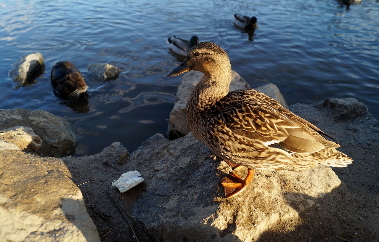 duck water bird pond free photo