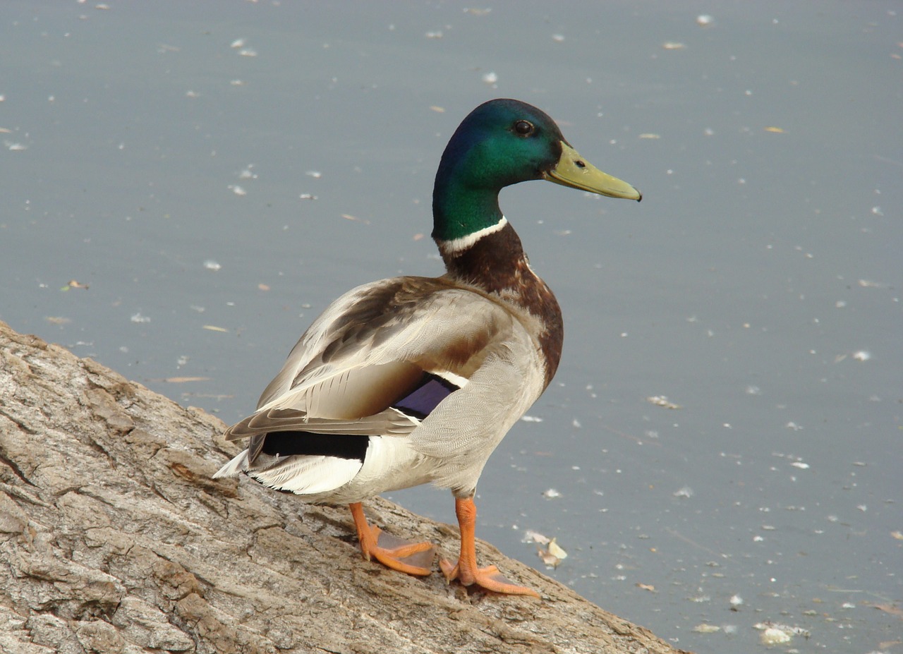 duck mallard bird free photo