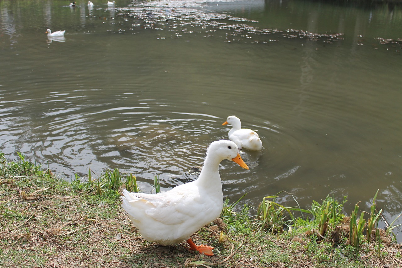 duck ave lake free photo