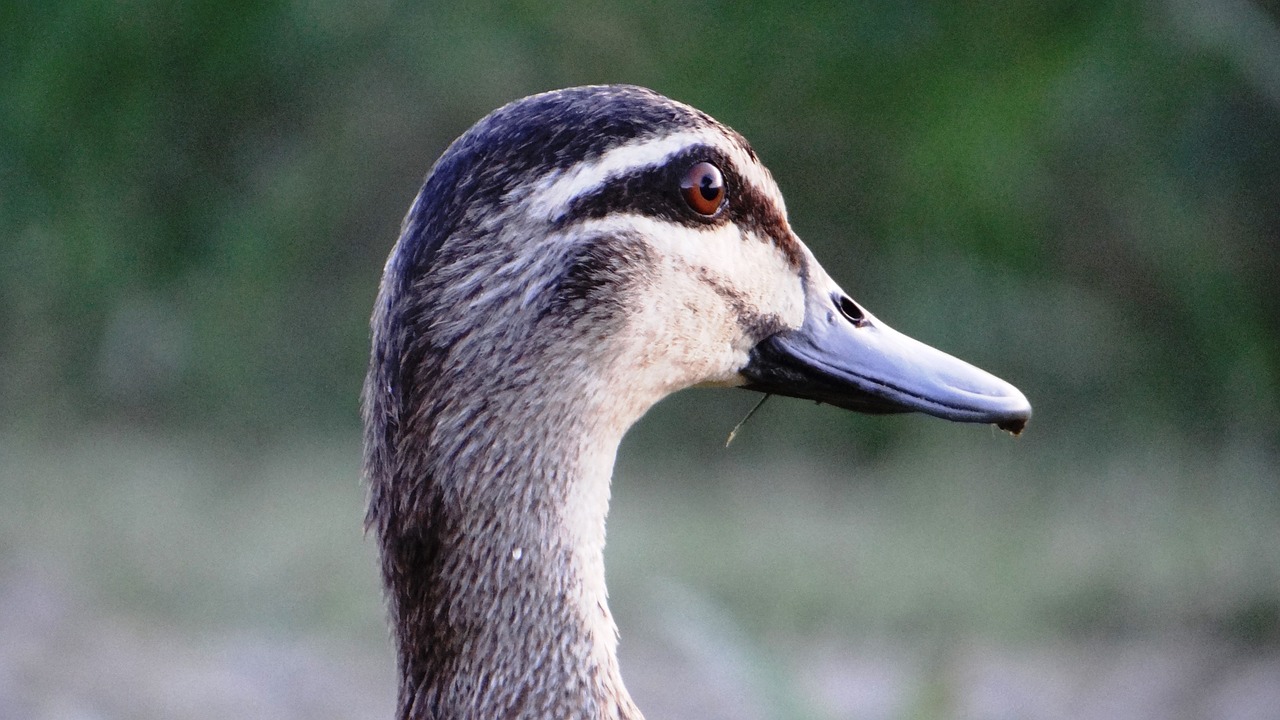 duck look wildlife free photo