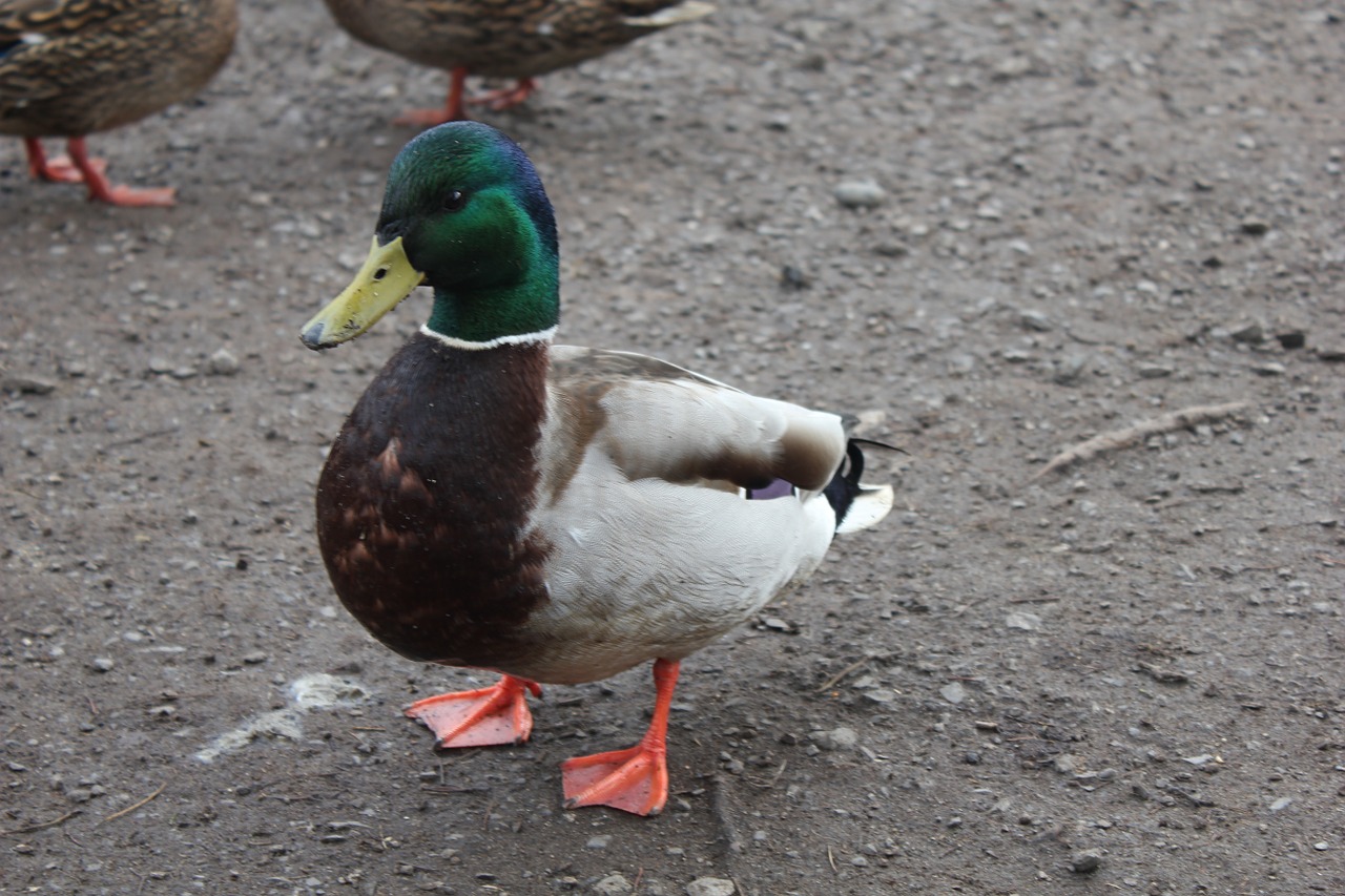 duck mallard bird free photo