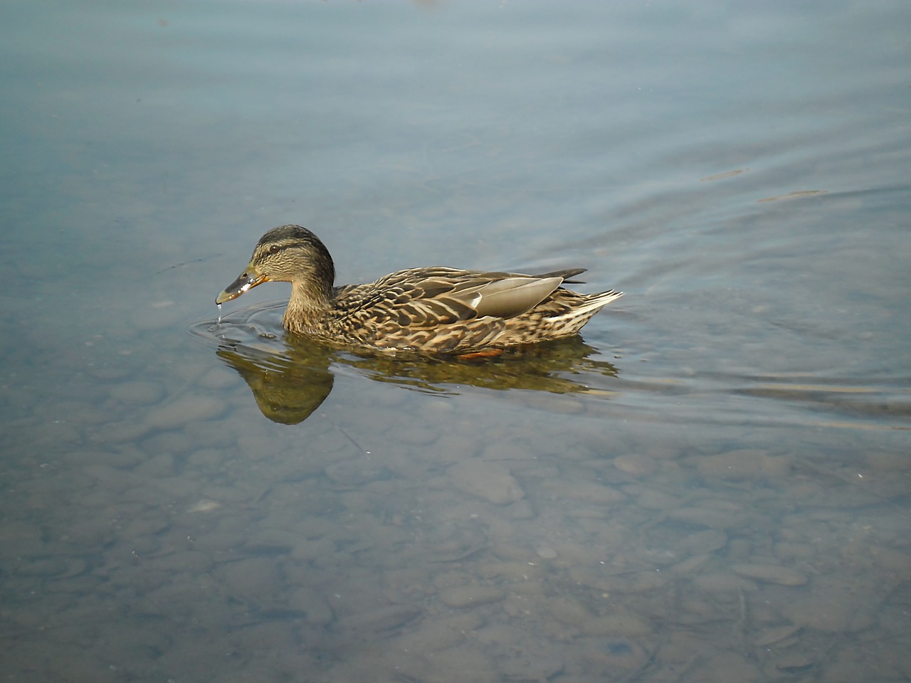 duck pond wild free photo