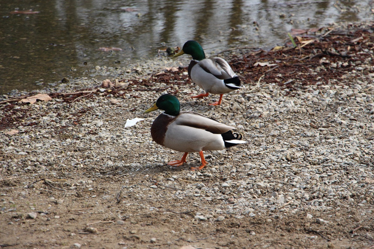 duck river water free photo