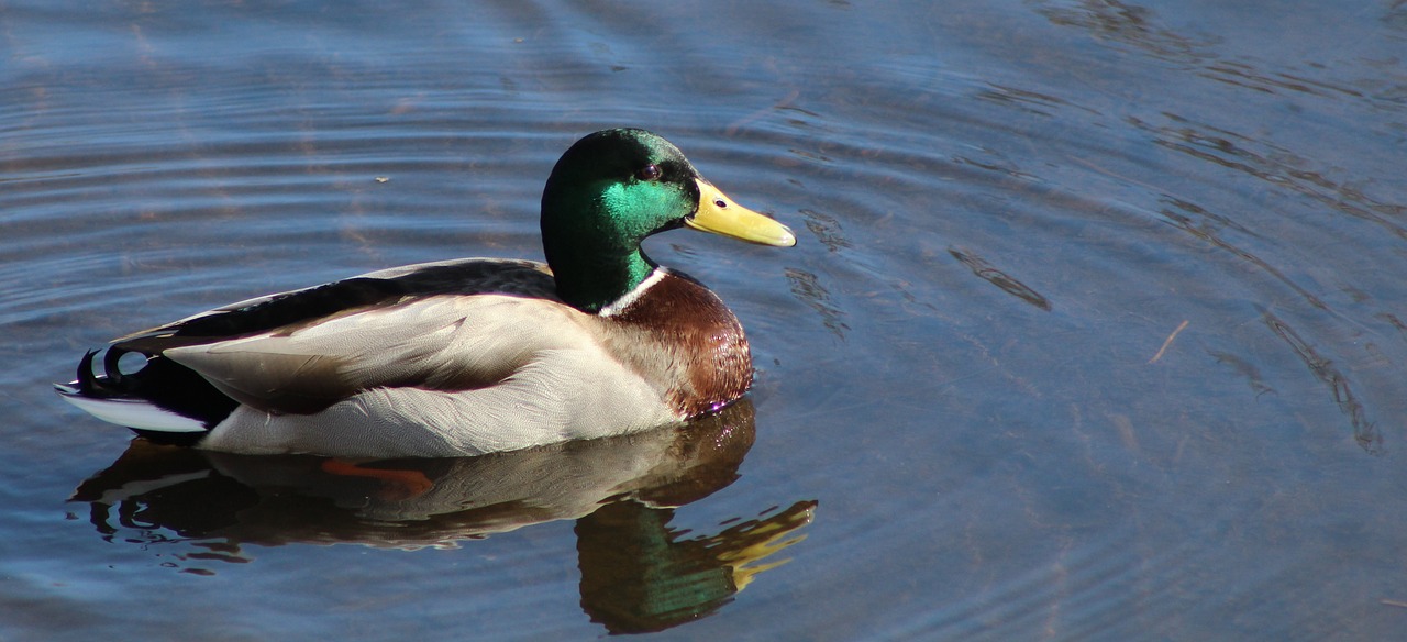 duck wildlife mallard free photo