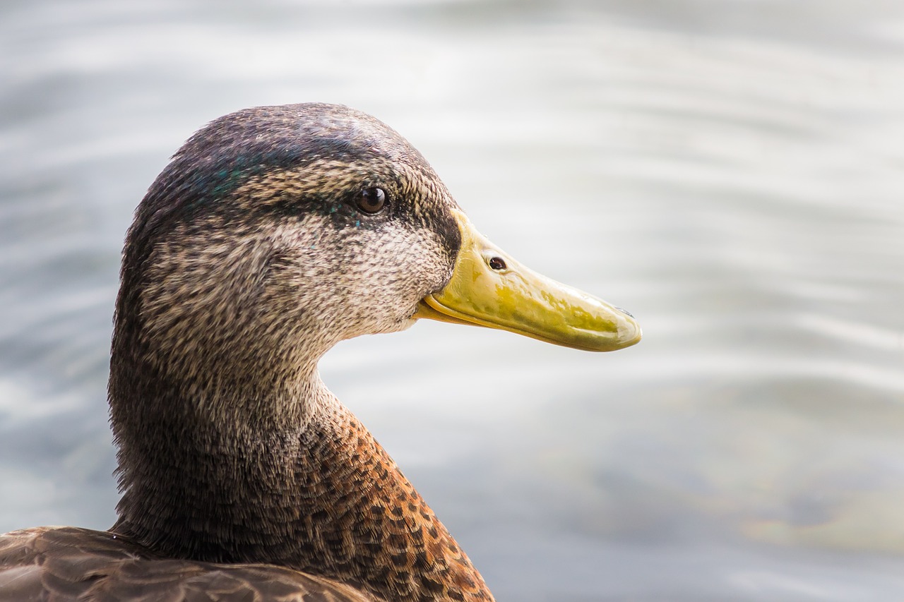 duck animal bird free photo