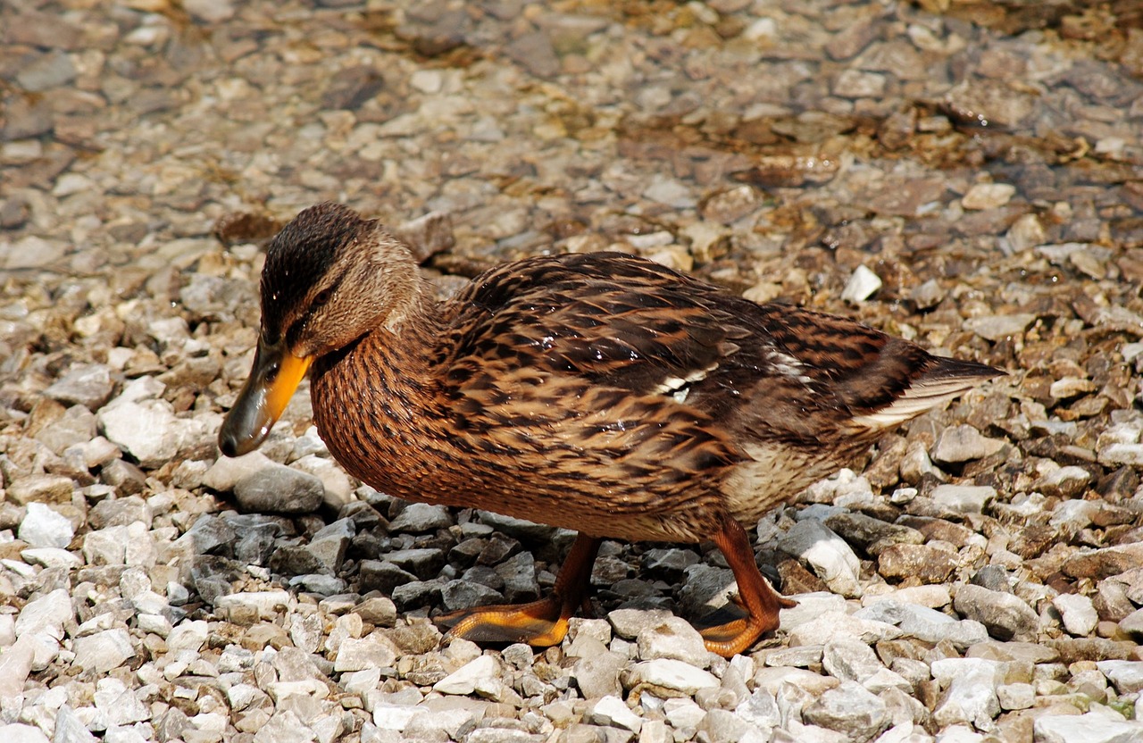 duck bird water free photo