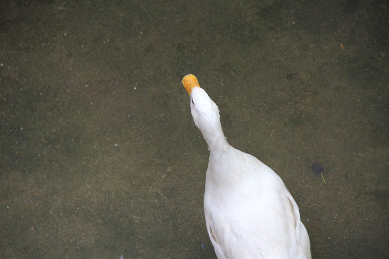 duck bird natural beauty free photo