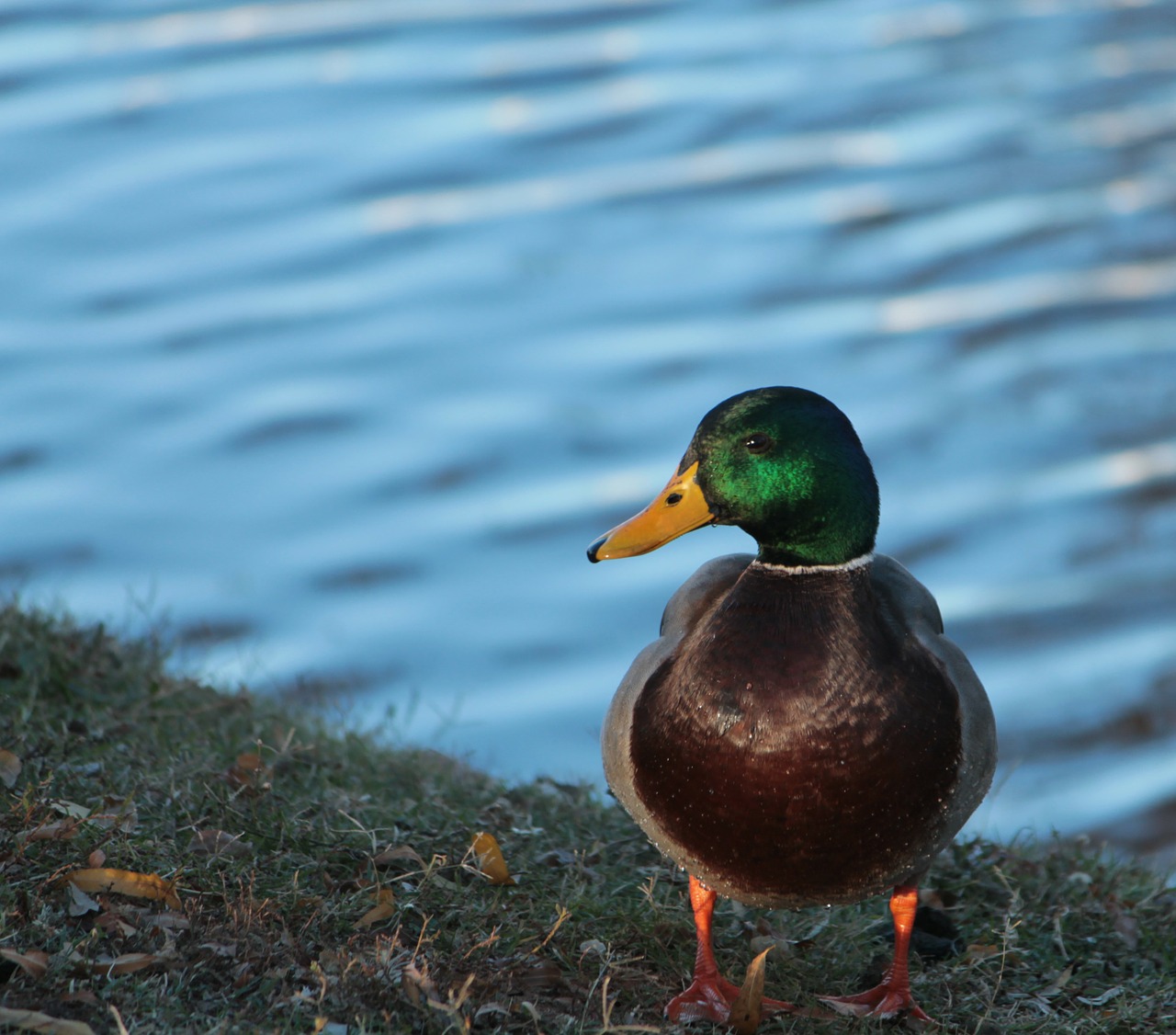 duck male mallard free photo