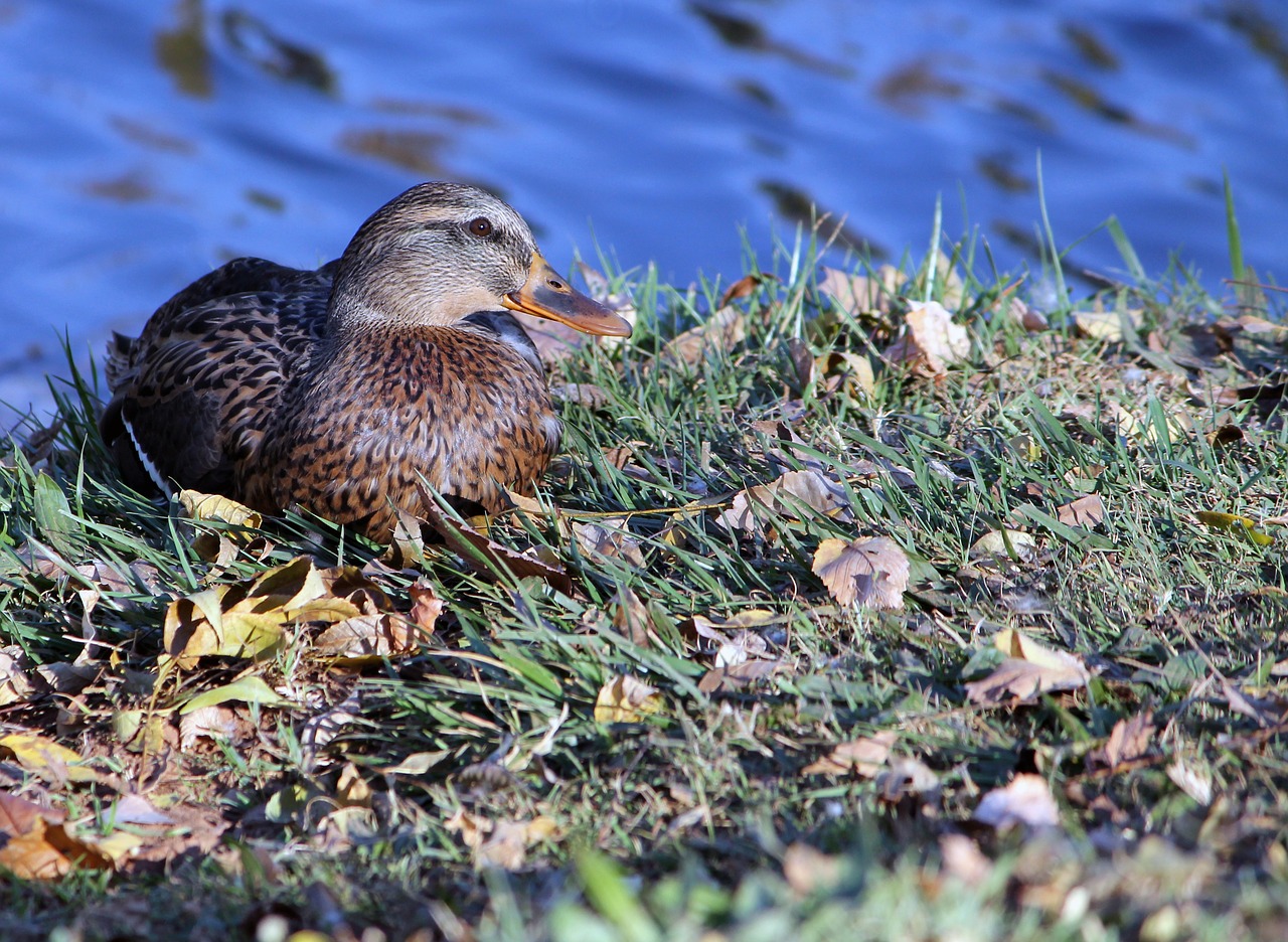 duck female mallard free photo