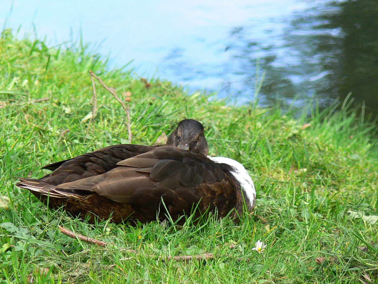 duck sleeping duck animal free photo