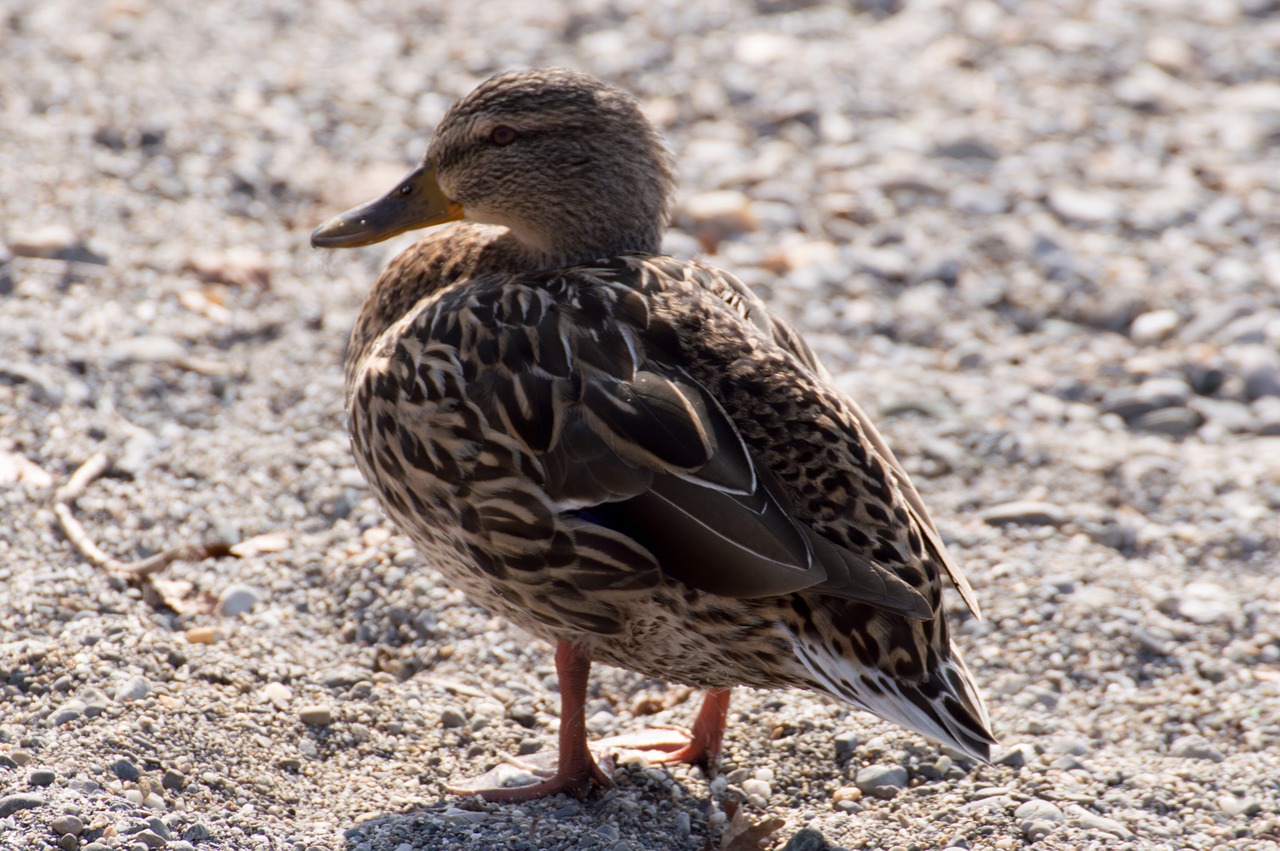 duck water bird poultry free photo