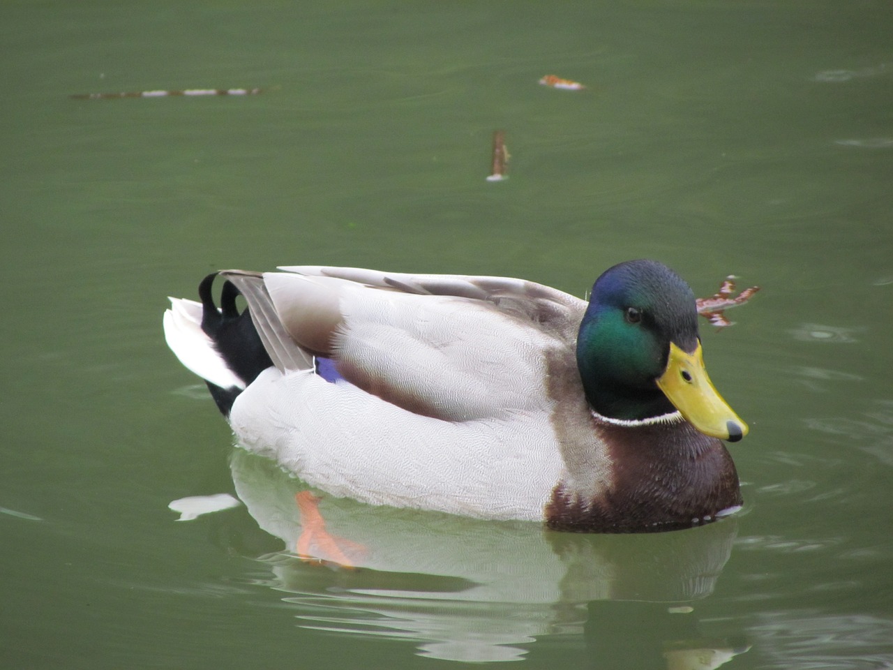 duck pond bird free photo