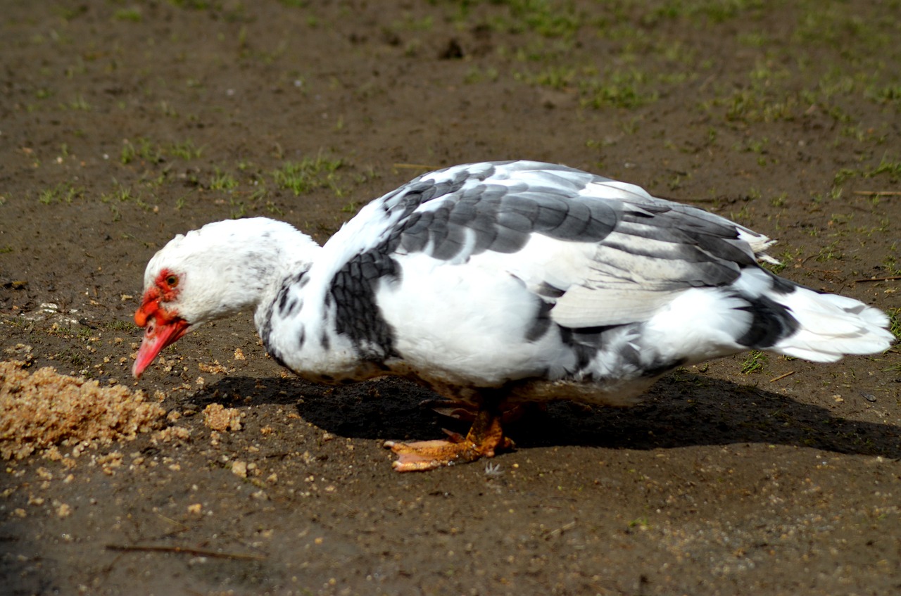 duck kaczor zwierzaczek free photo