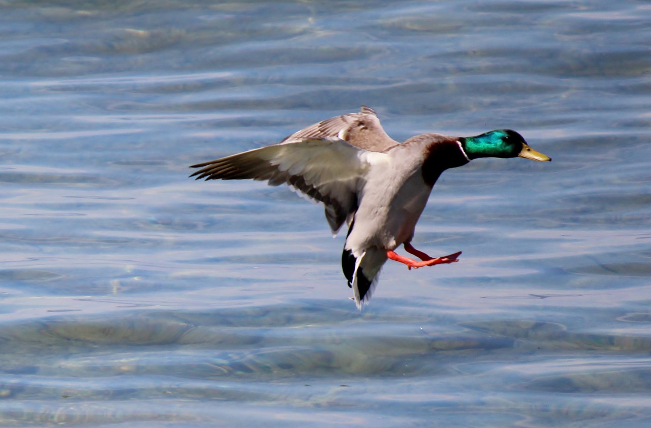 duck drake flight free photo