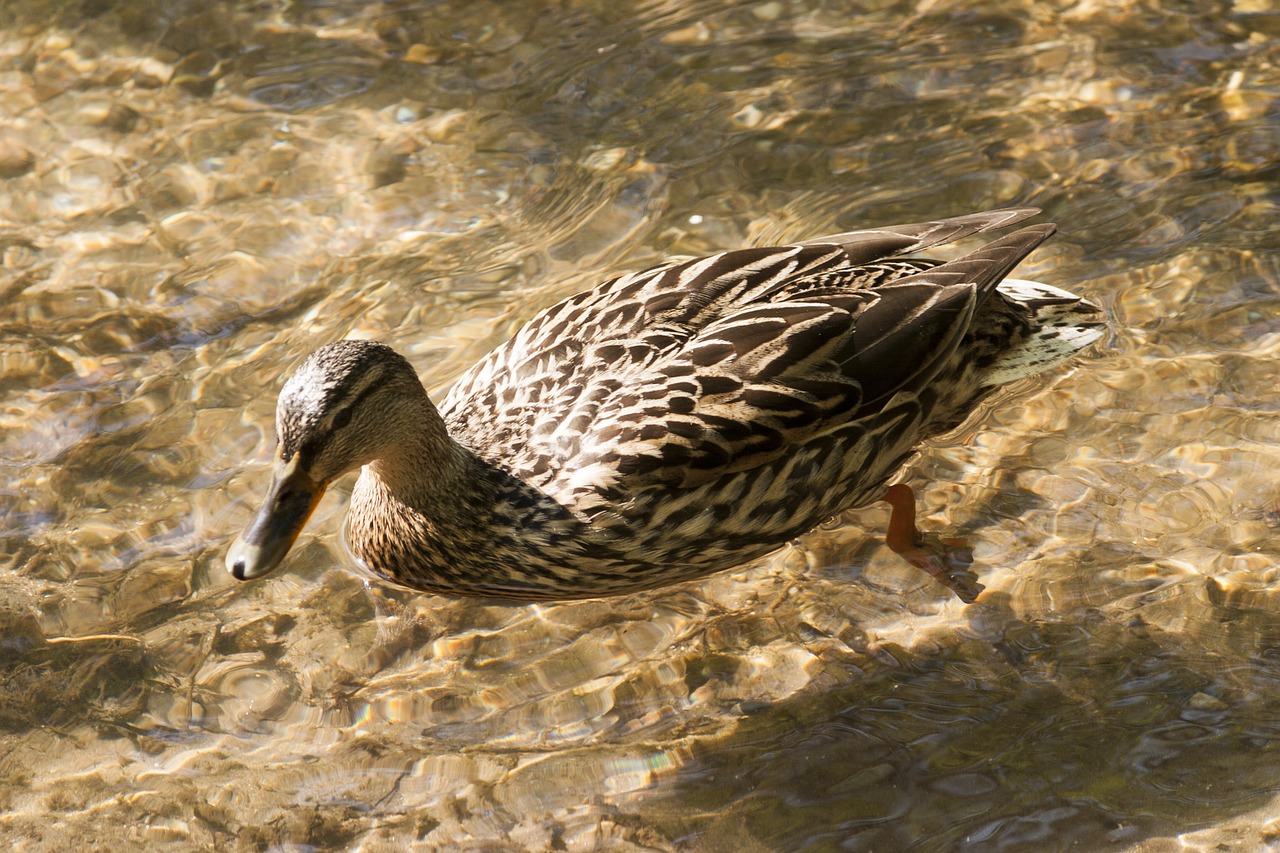 duck water brown free photo