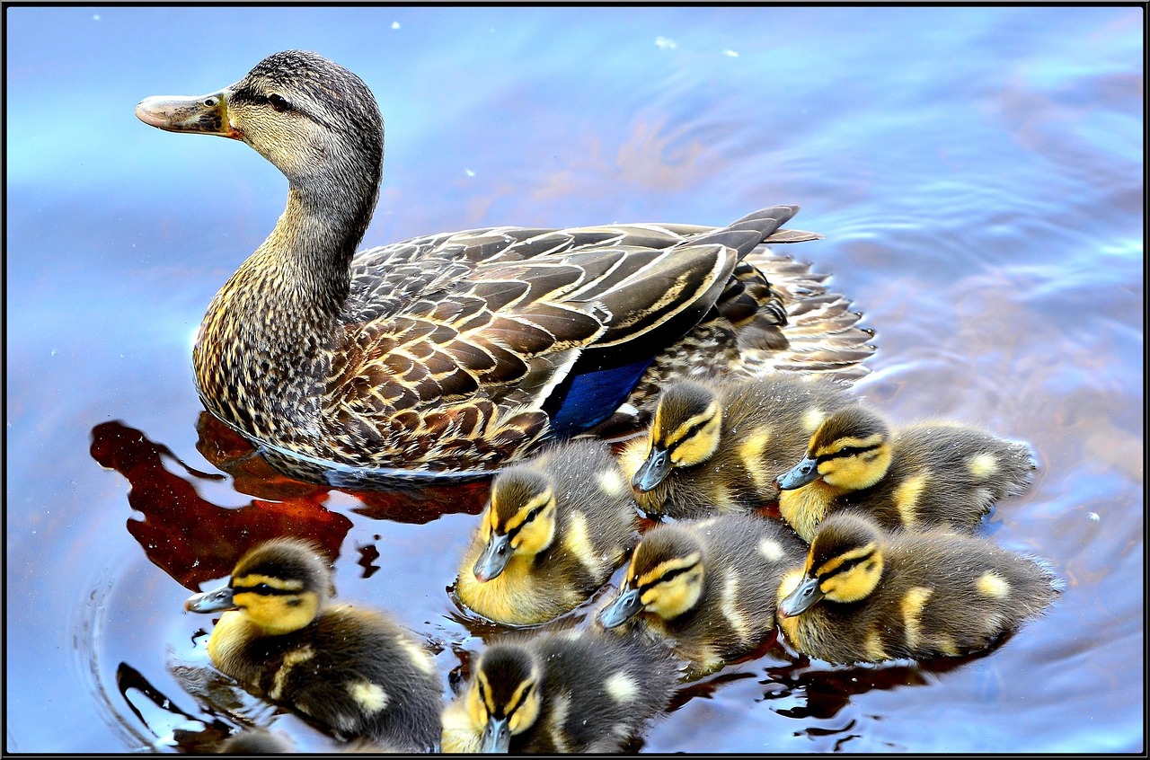 duck ducklings lake free photo