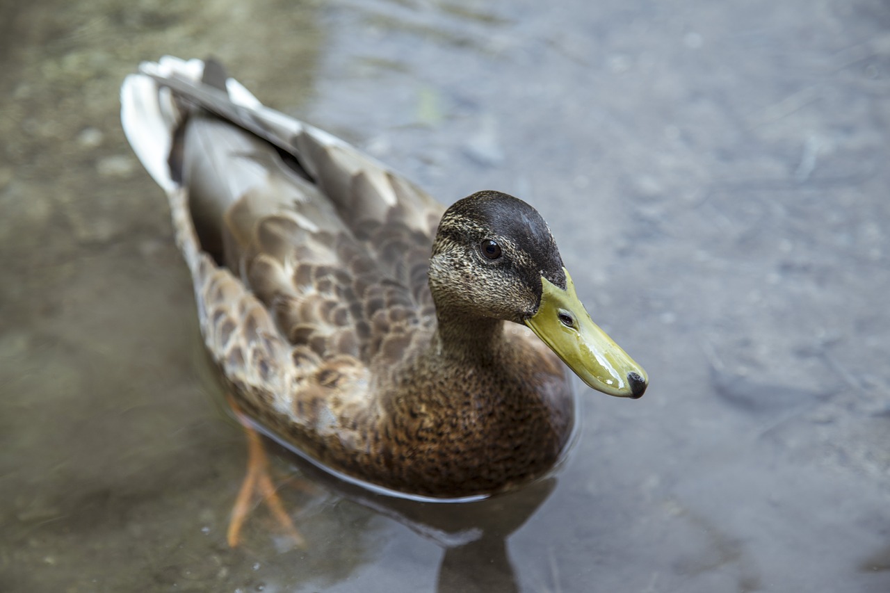 duck water lake free photo