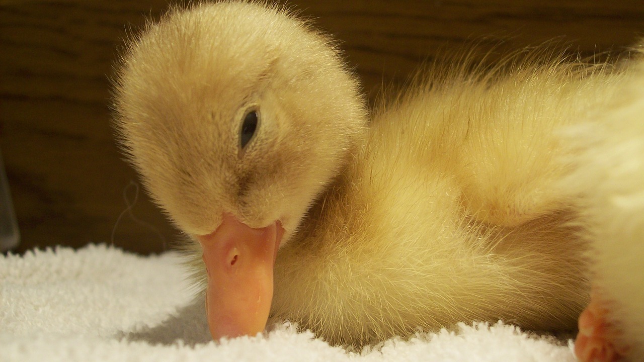 duck baby duckling free photo