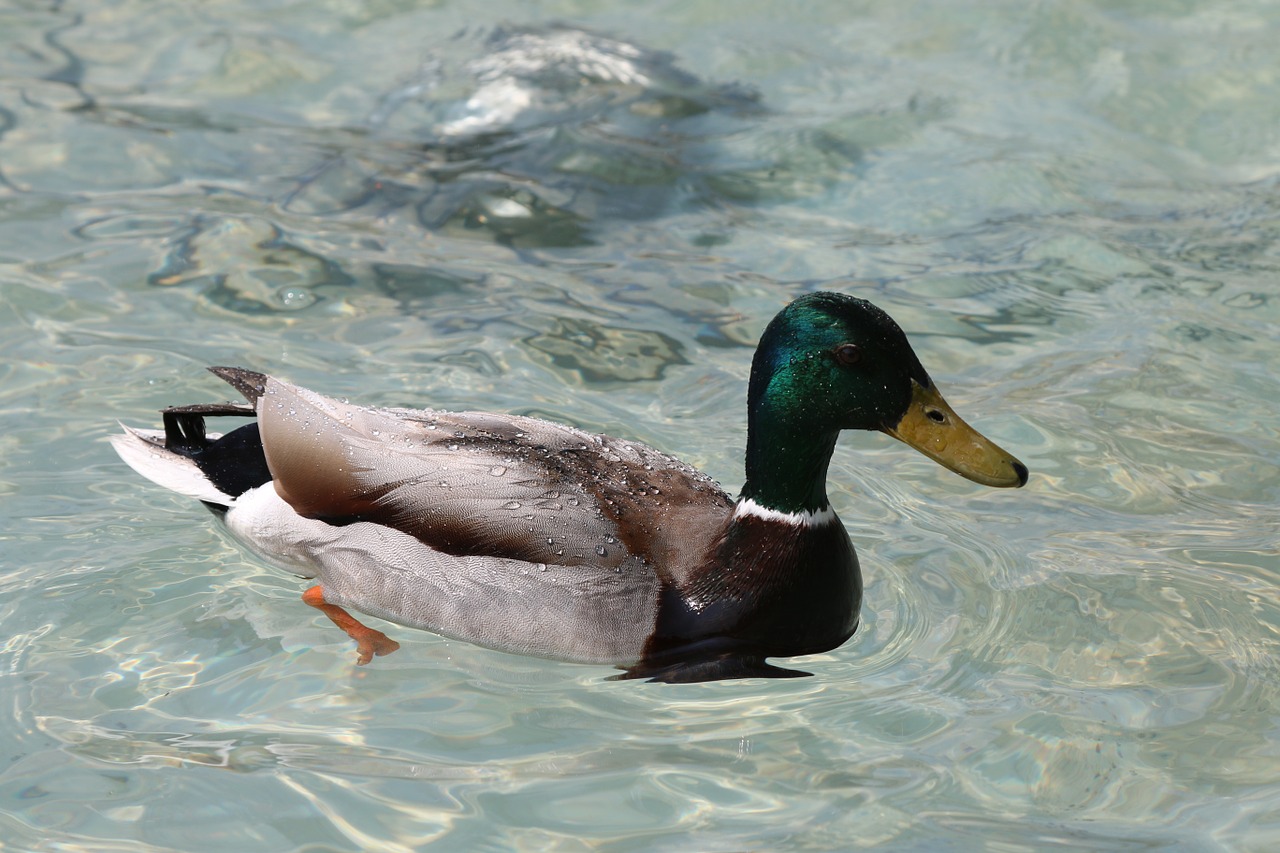 duck fountain drip free photo