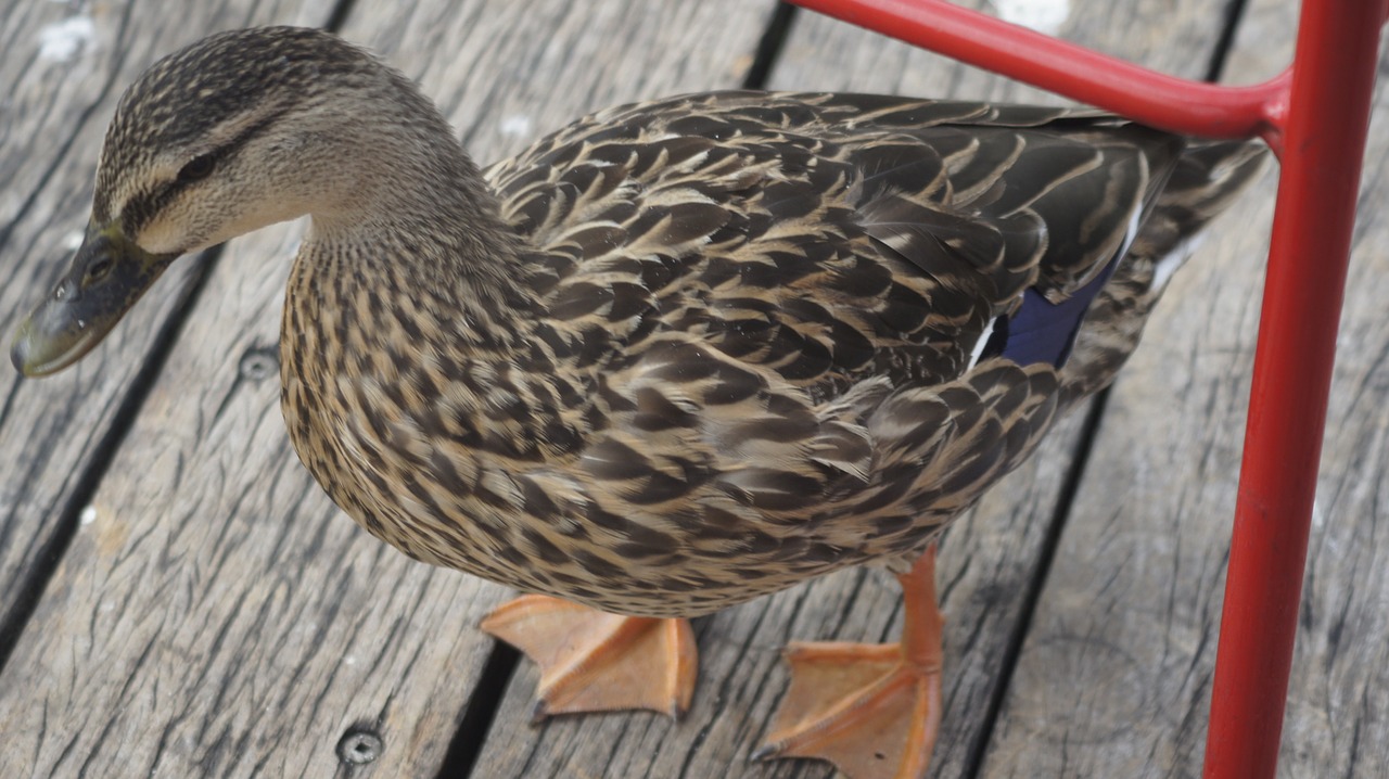 duck bird park free photo