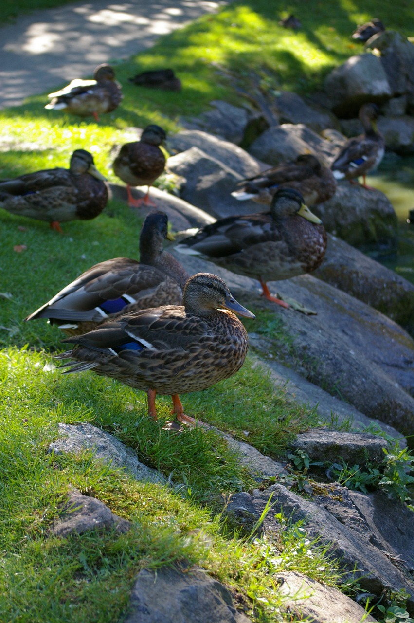 duck stones nature free photo