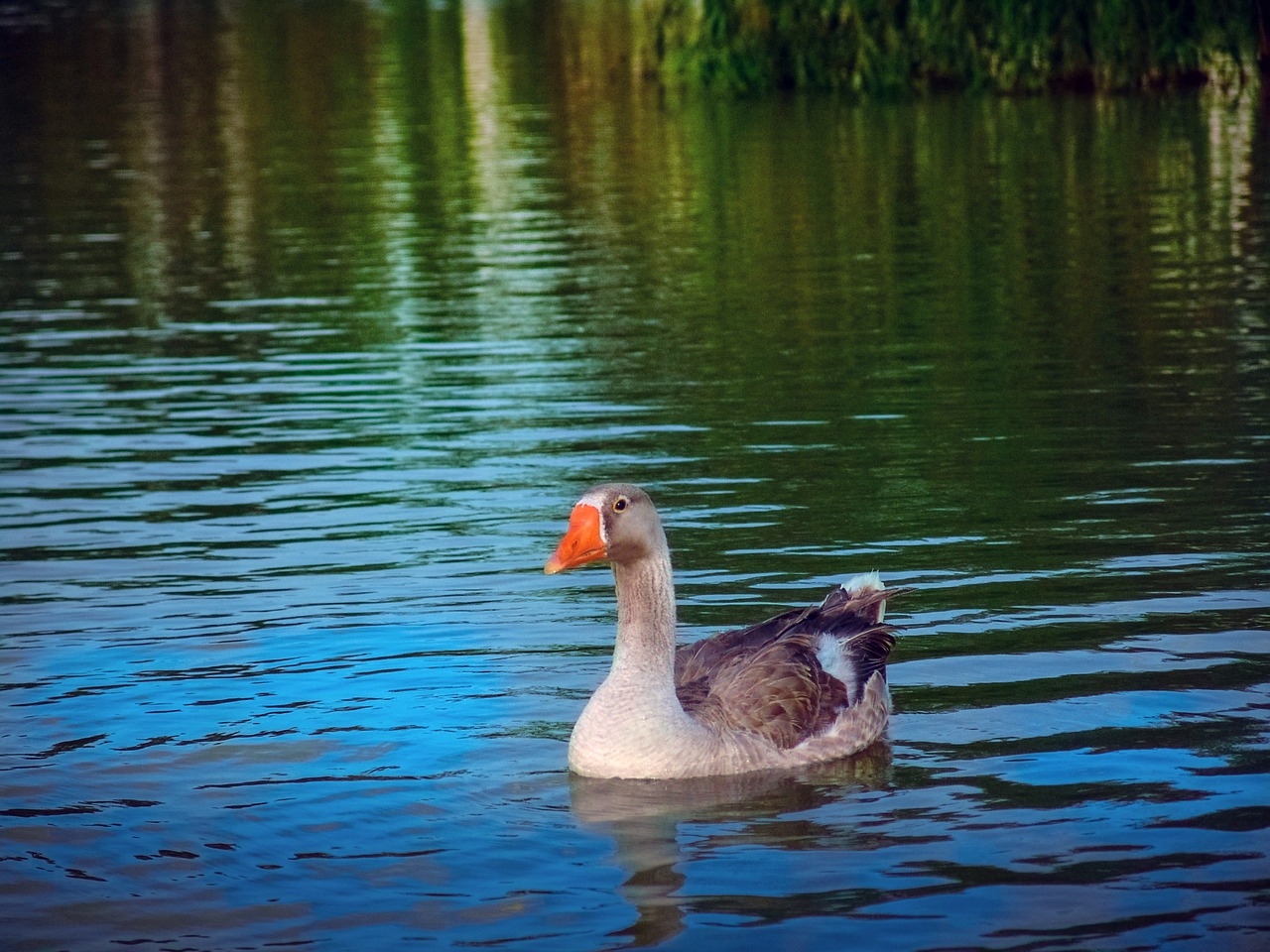 duck lake nature free photo