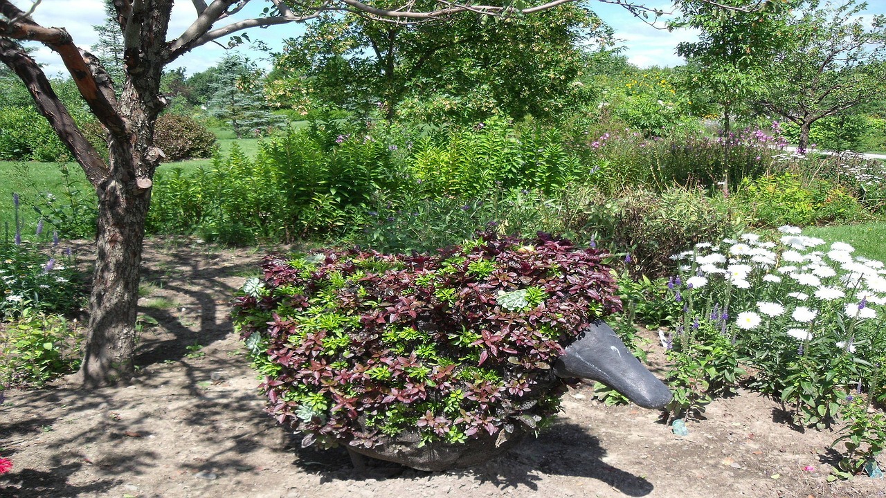 duck garden plant free photo