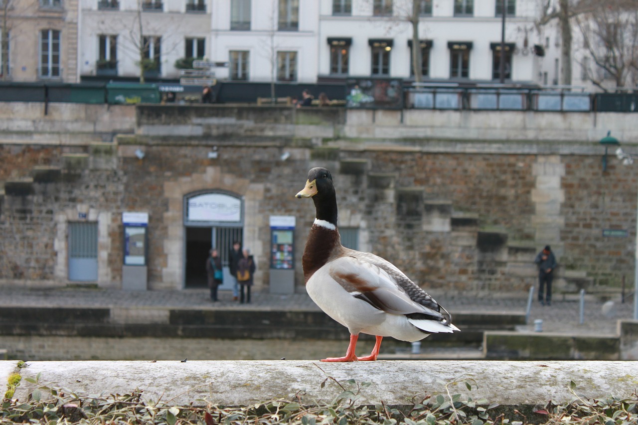 duck pet bird free photo