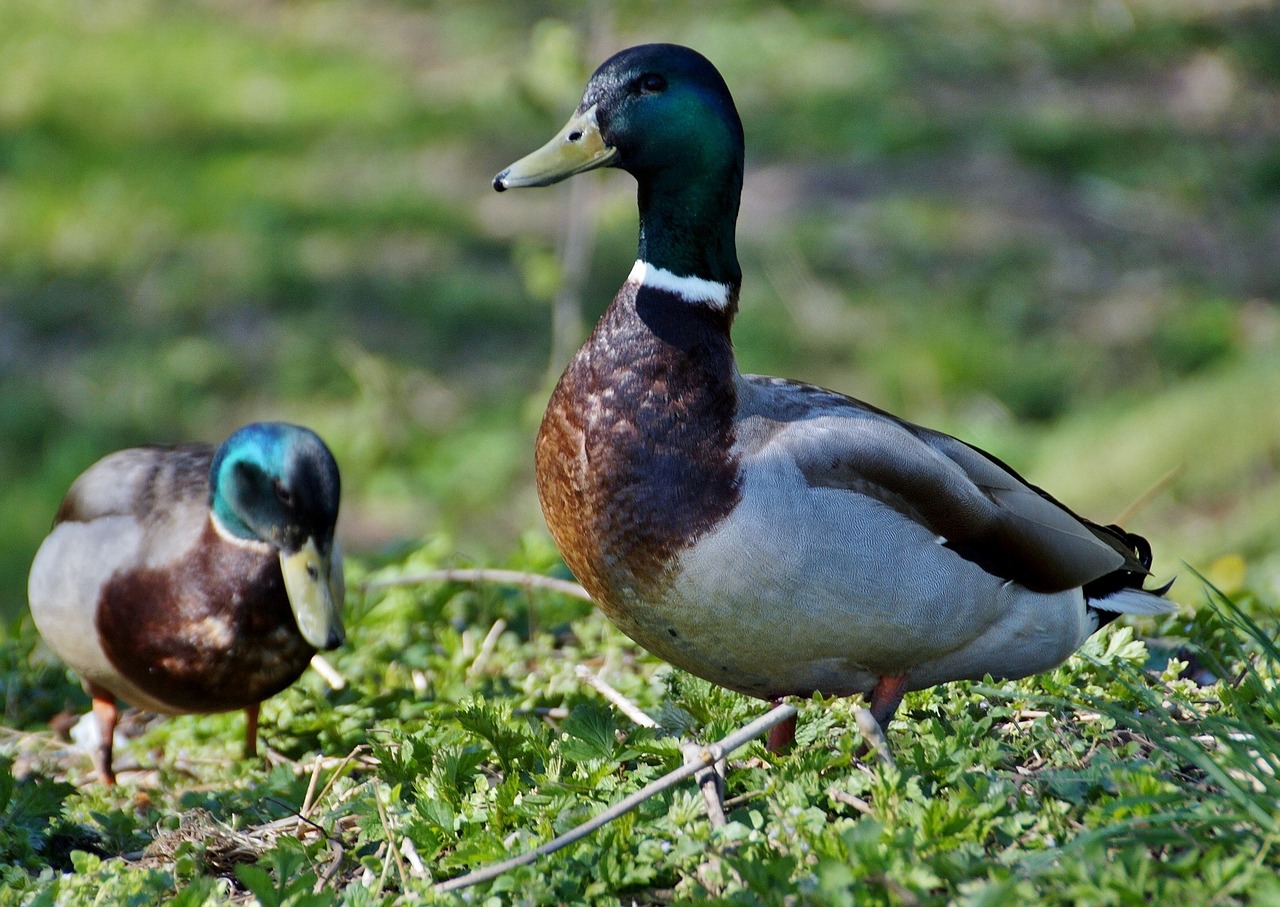 duck drake wild free photo