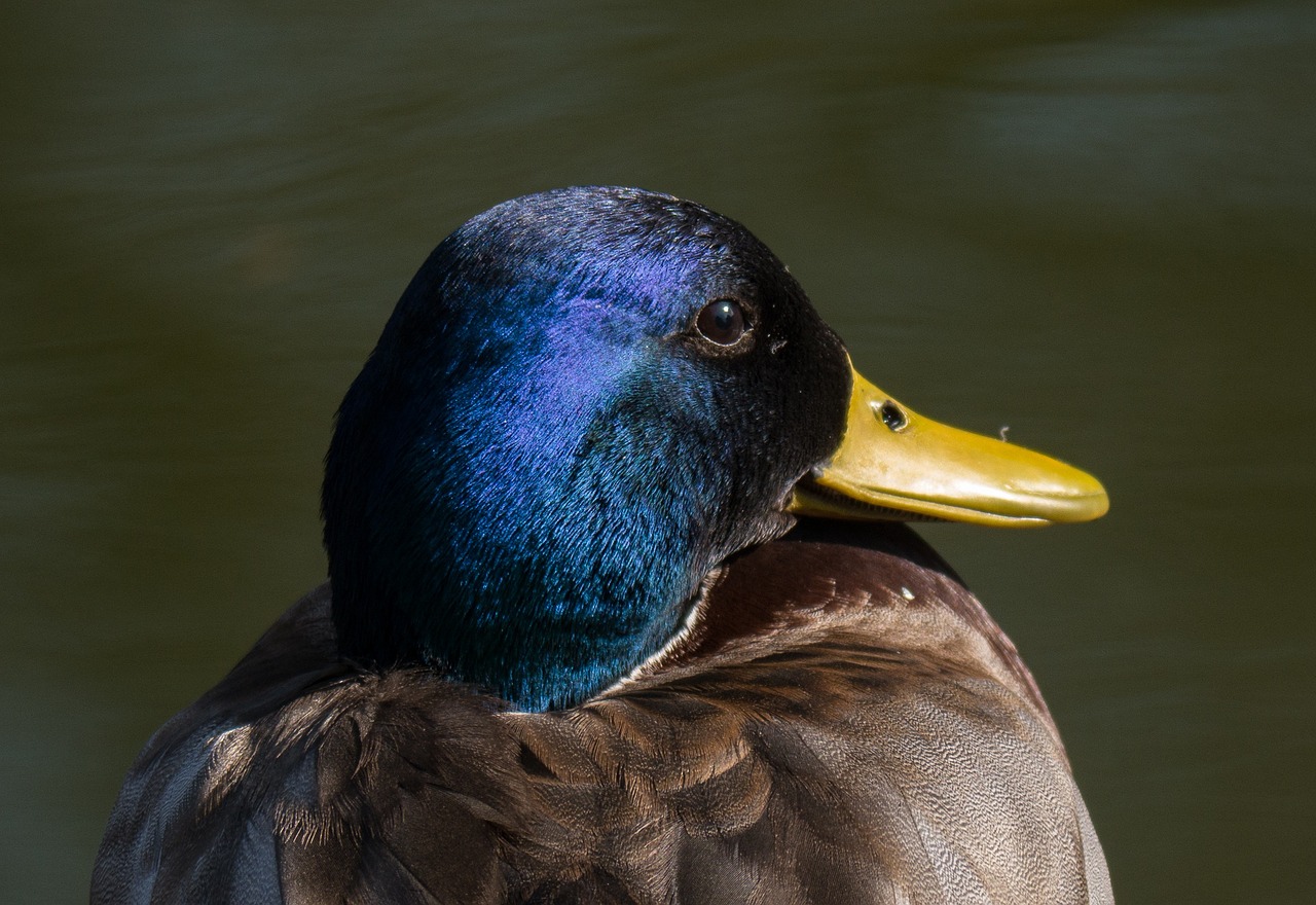 duck bird portrait free photo