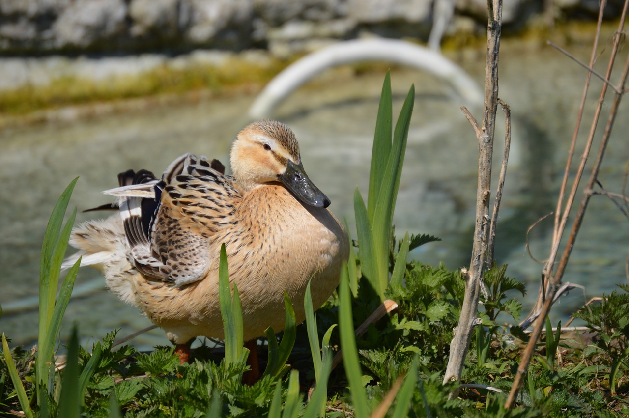 duck bird poultry free photo