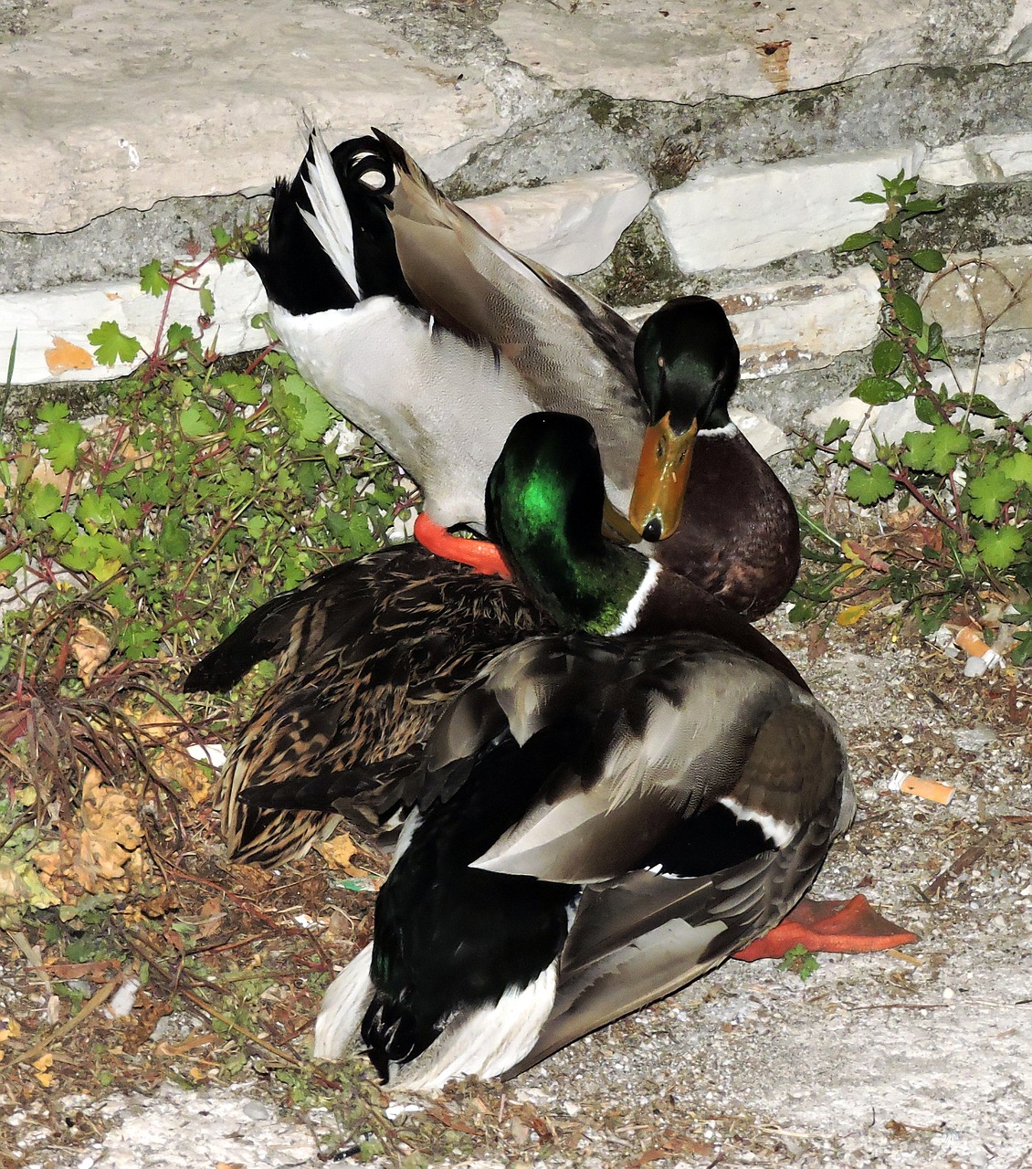 duck bird couple free photo