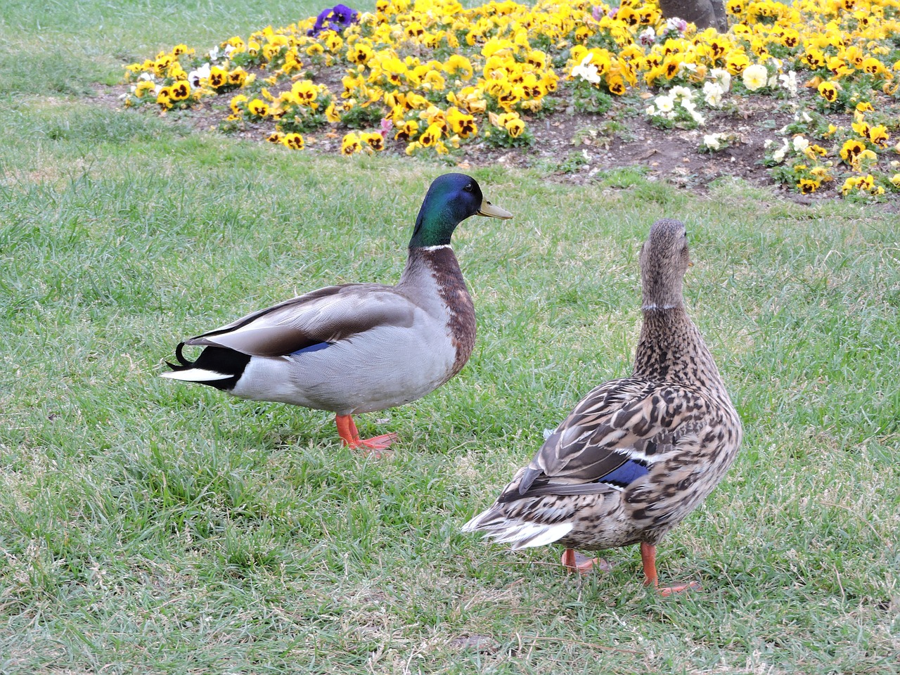 duck garden flowers free photo