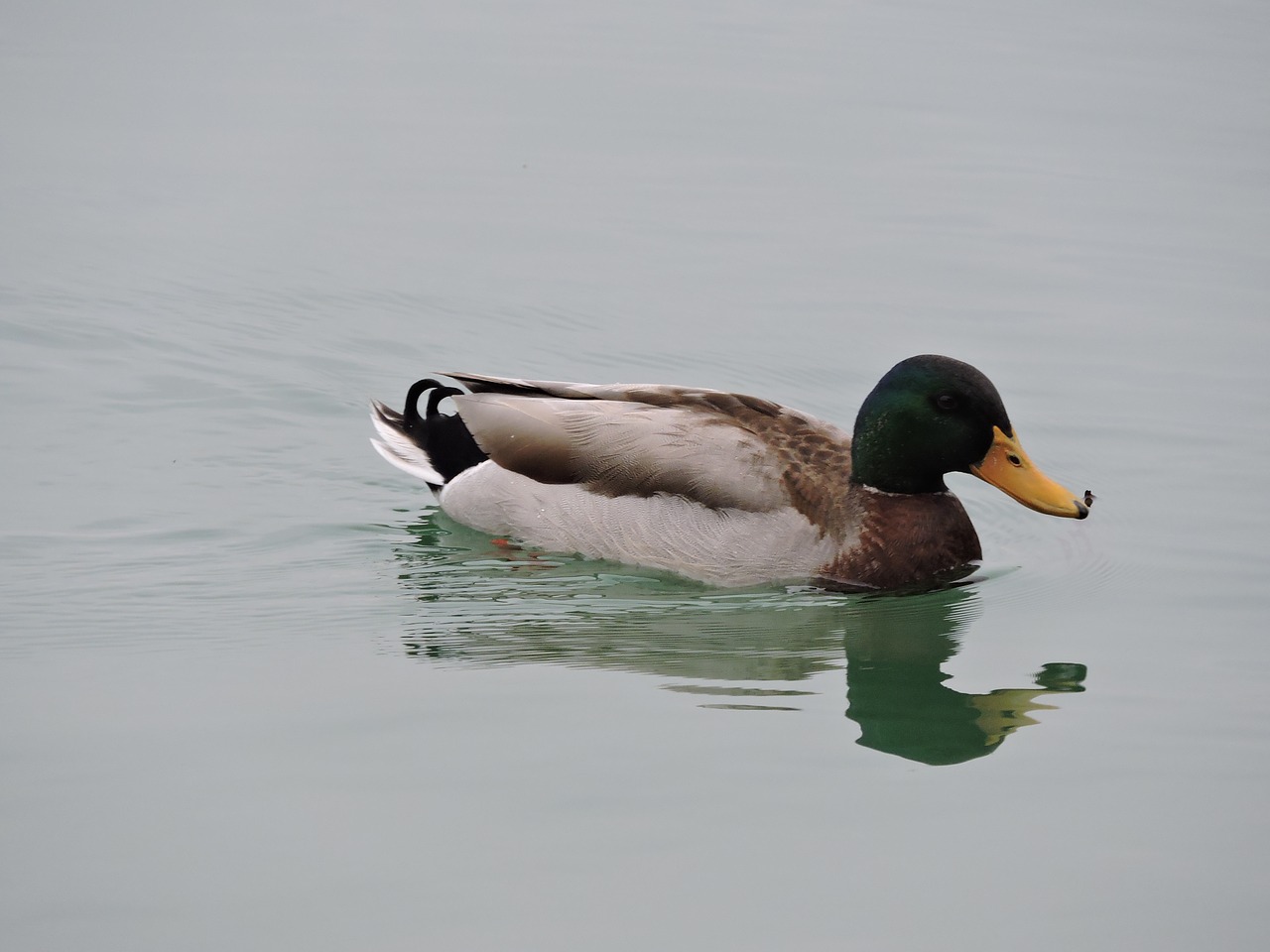 duck water moscow free photo