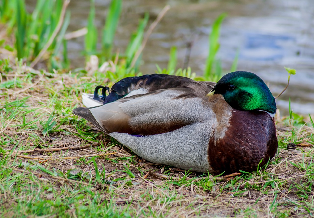 duck nature pond free photo