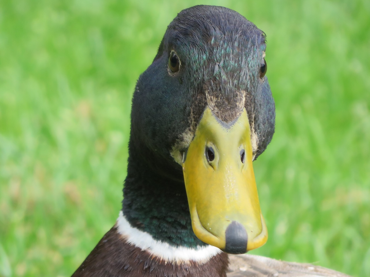 duck animal bird free photo