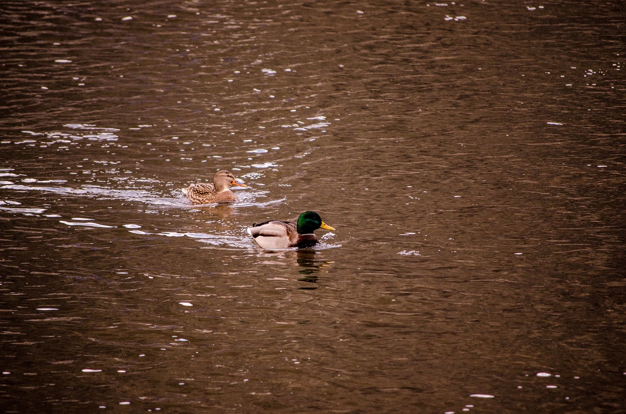 duck river water free photo