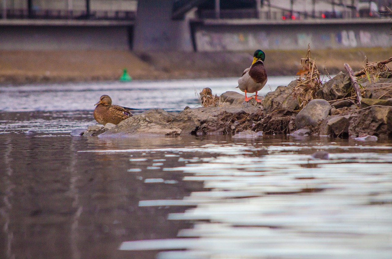 duck river water free photo