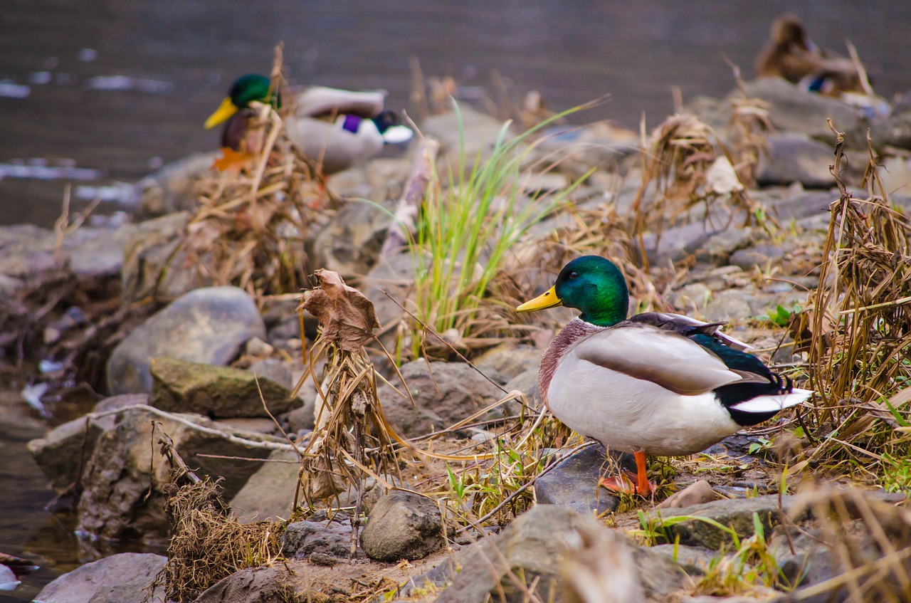 duck river water free photo