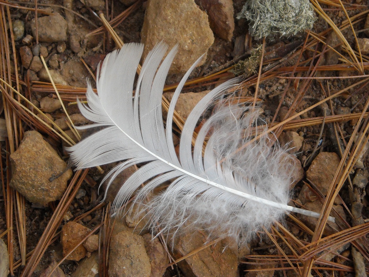 duck feather bird free photo