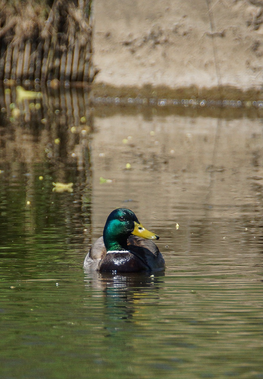 duck water nature free photo